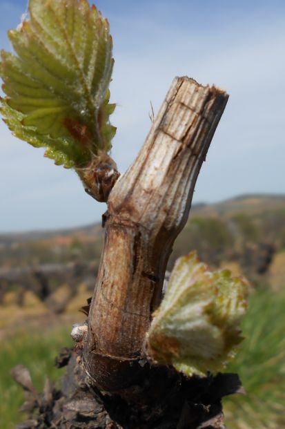 Les vignes du Domaine des Fonds