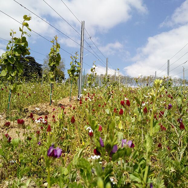 Les vignes