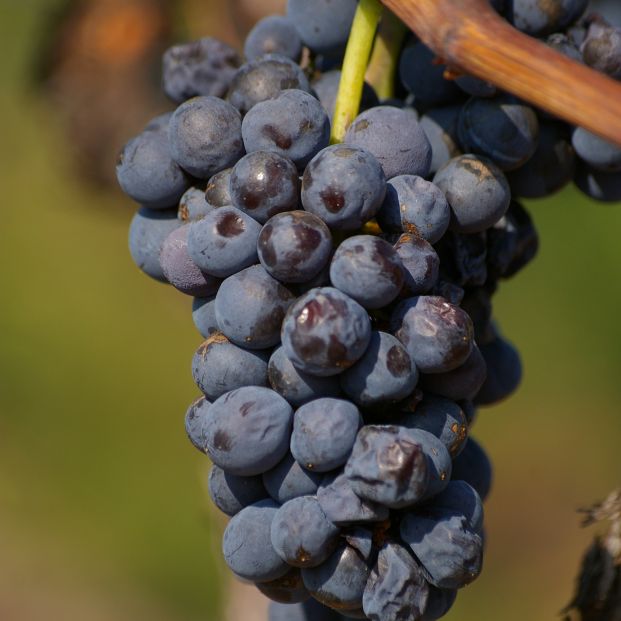 Les vignes du Domaine des Fonds