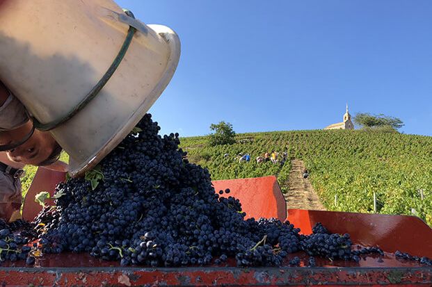 Les vendanges dans le Beaujolais