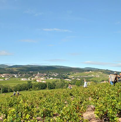 Les vendanges dans le Beaujolais