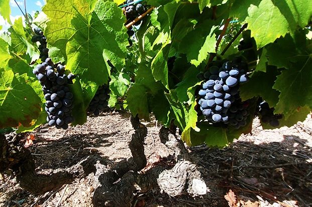 Les vendanges dans le Beaujolais