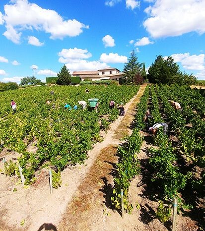 Les vendanges dans le Beaujolais