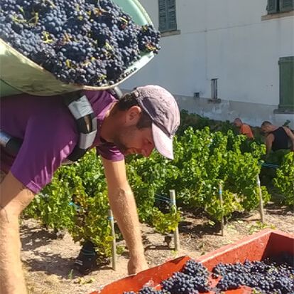 Les vendanges dans le Beaujolais