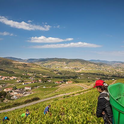 Les vendanges dans le Beaujolais