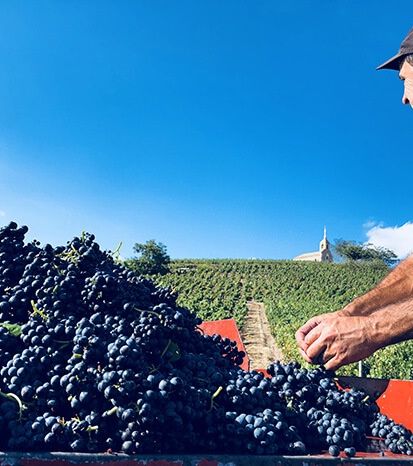 Les vendanges dans le Beaujolais