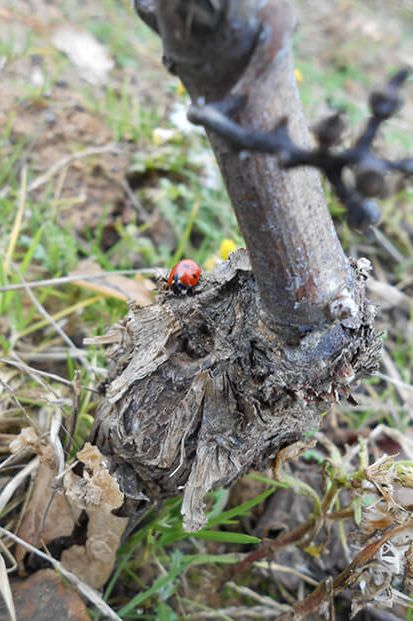 Les vignes