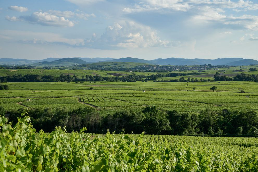 Livraison « Drive » Vignerons Indépendants Strasbourg, bordeaux et Paris