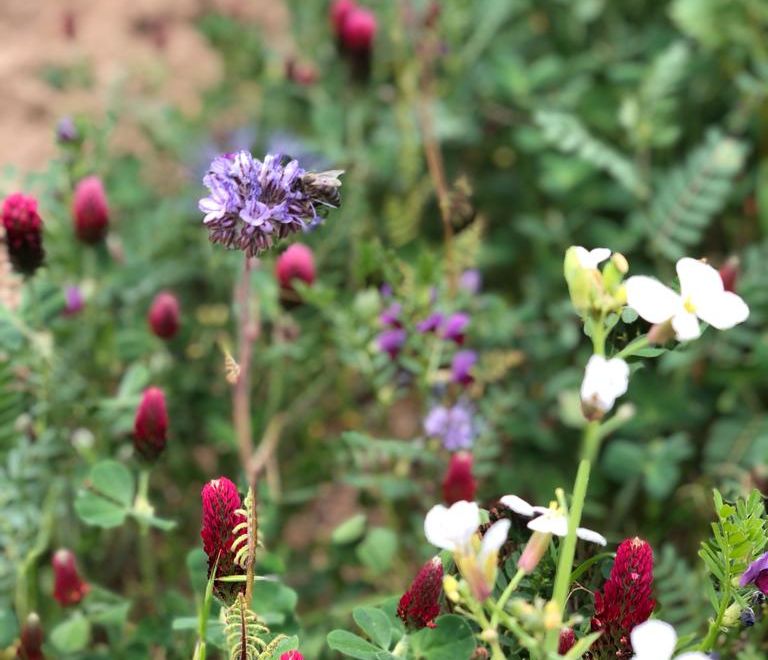 Fleurs dans les vignes