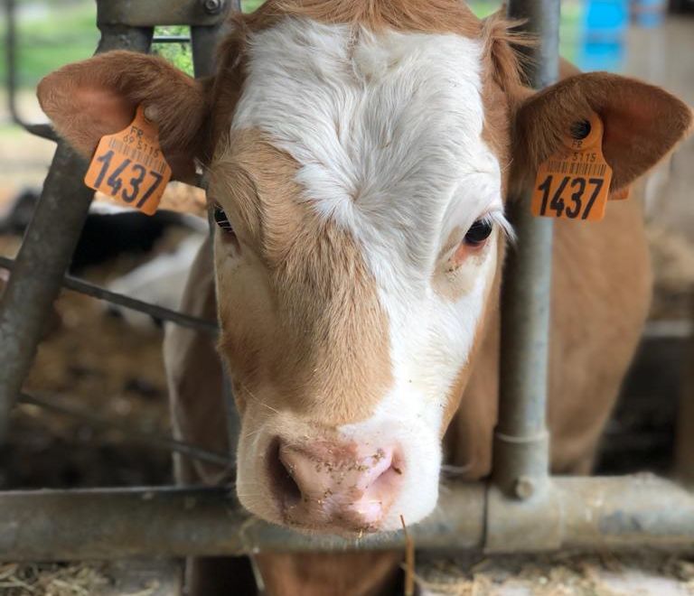 Journée à la ferme