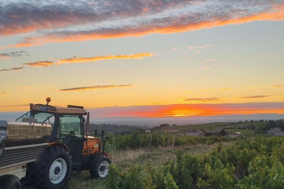Vendanges 2025